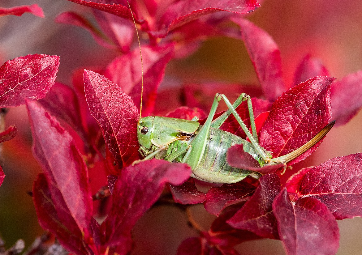 Contrasting colors, a green cricket in a red huckleberry bush.