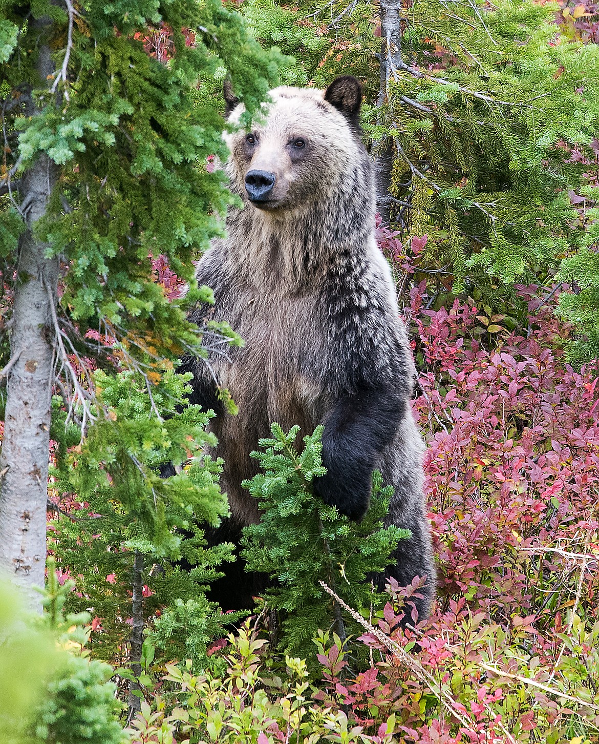 A grizzly bear in the Great Bear Wilderness.