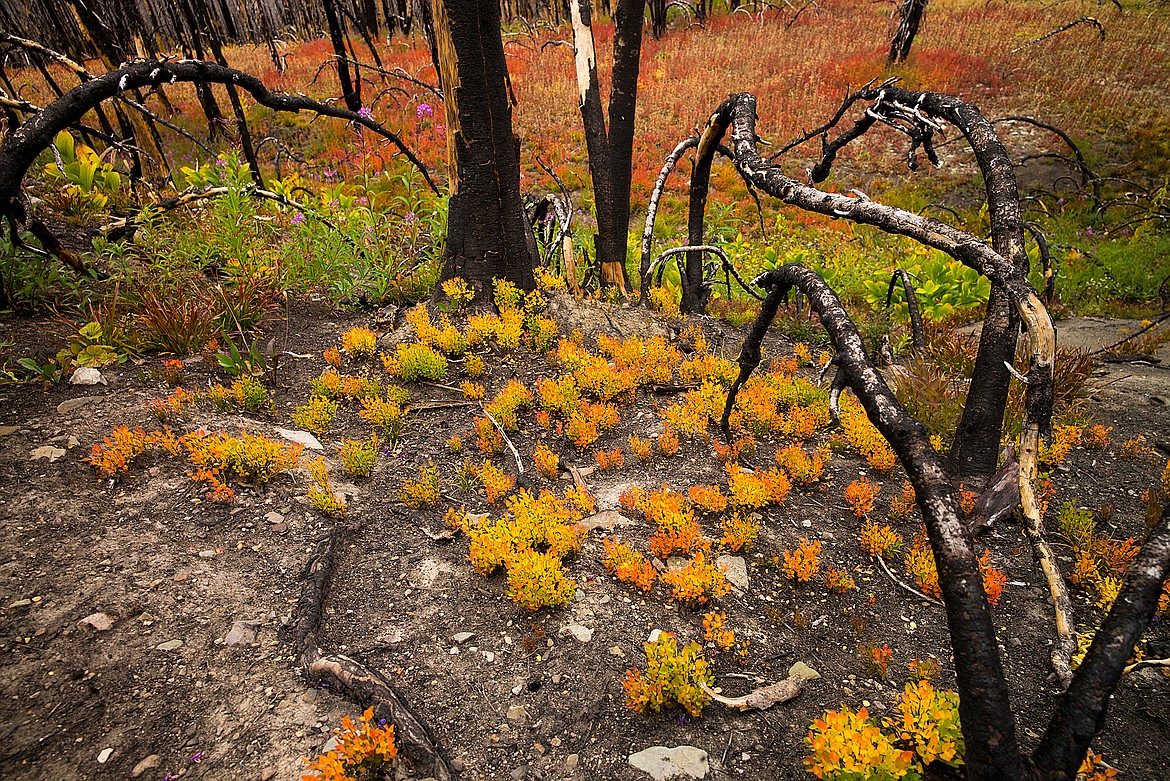 Fall colors in an previous fire burn, Great Bear Wilderness.