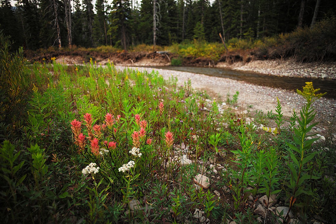 Paintbrush blooms along Dolly Varden Creek.