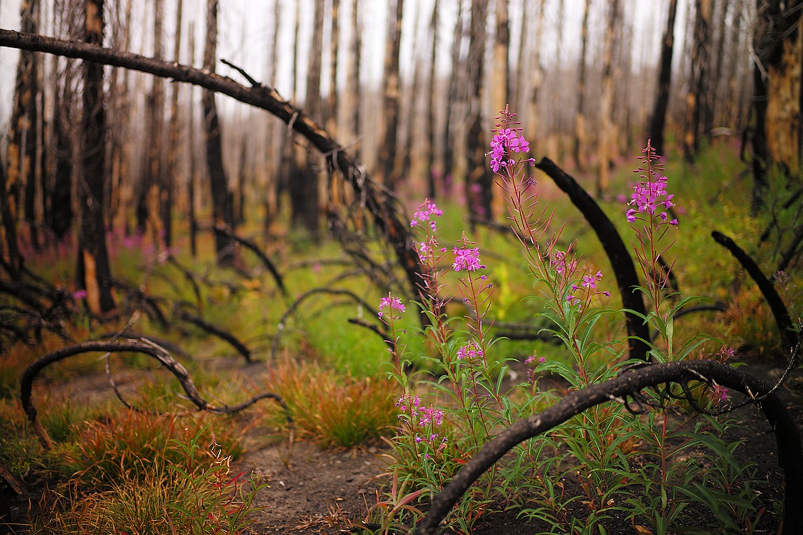 Fireweed blooms along the trail.