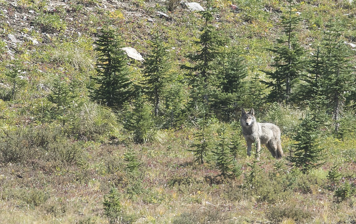 A wolf near camp.