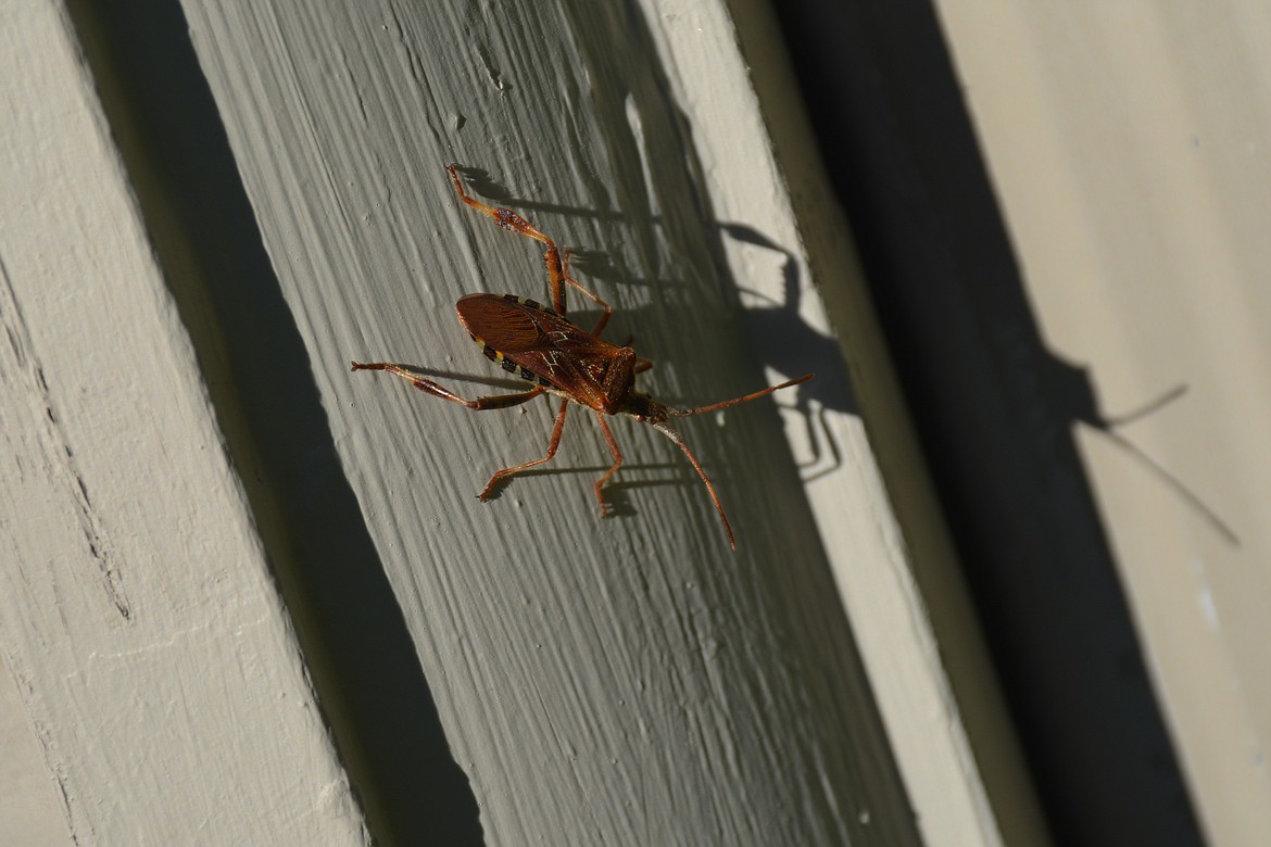 Photo by DON BARTLING
Even though western conifer seed bugs are considered harmless, they startle a lot of people because they show up out of nowhere. Western conifer seed bugs are intimidating and daunting looking.