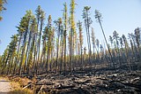 The emerald triangle survived the Howe Ridge Fire