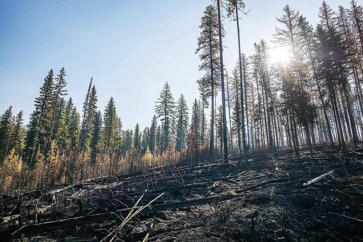 A burnout near the Howe Lake trailhead shows the contrast of the fire behavior. Most of the larch to the right, even in the burn, should survive.