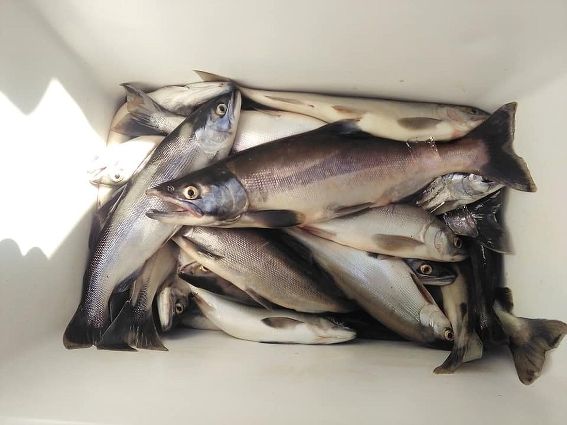 Robbie Curtis, of Rathdrum, caught a passel of Lake Coeur d&#146;Alene kokanee, most of them ranging 12 inches or better. (Photo courtesy of ROBBIE CURTIS)