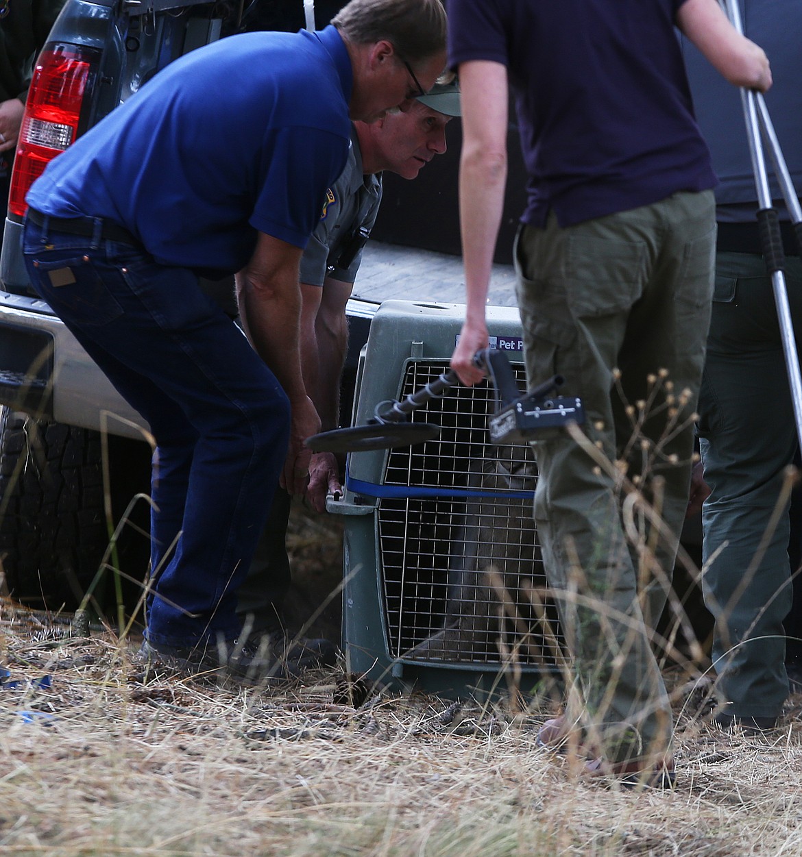 Biologists with Idaho Fish and Game remove a mountain lion from the 1100 block of Ironwood Drive Monday morning in Coeur d'Alene. The male cougar was seen walking across a parking lot and later climbed up a tree, where it was sedated by Coeur d&#146;Alene authorities. (LOREN BENOIT/Press)