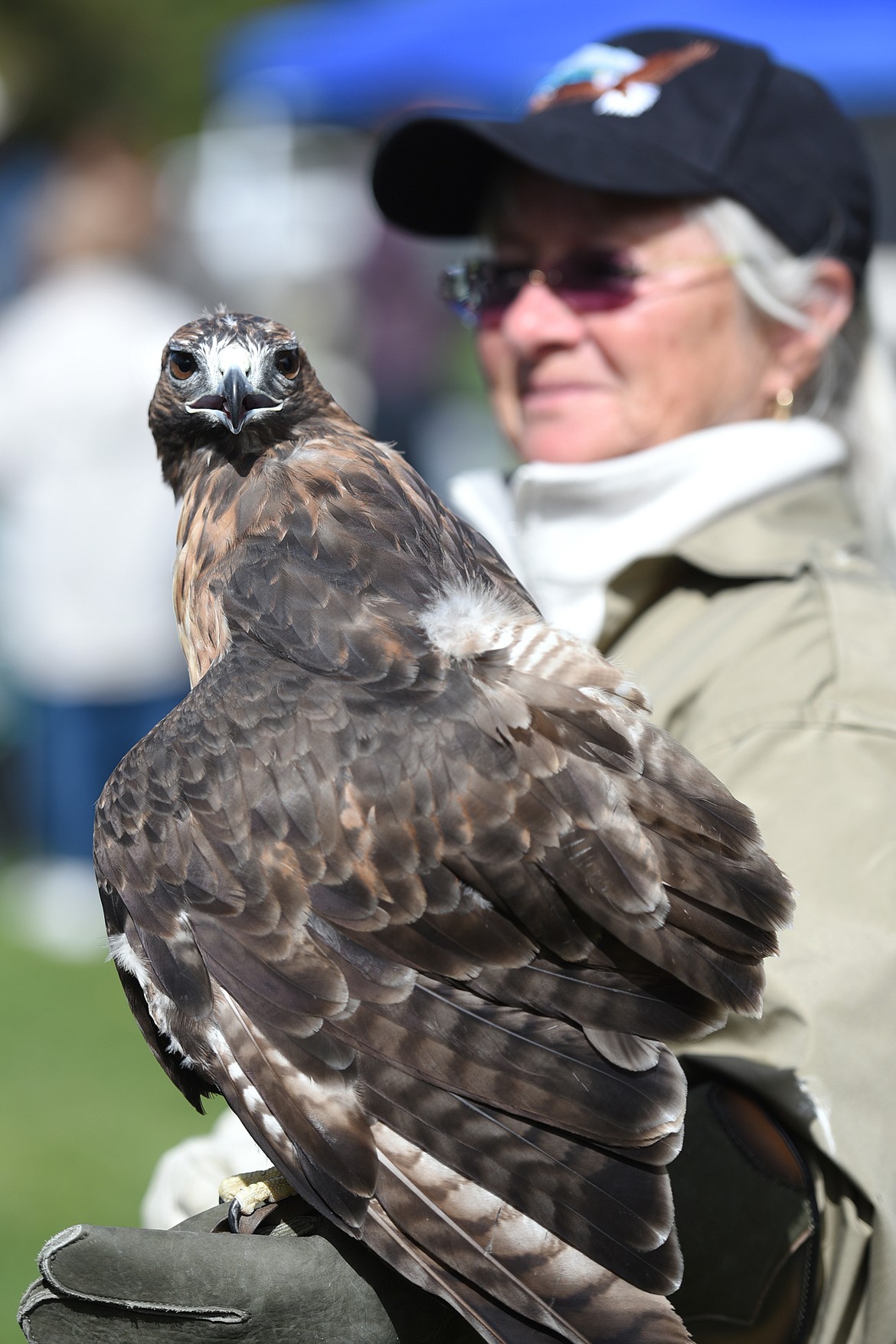 Billie Murdoch, of Montana Wild Wings, holds Duncan, a red-tailed hawk, at the Birds of Prey Festival at Lone Pine State Park on Saturday. (Casey Kreider/Daily Inter Lake)