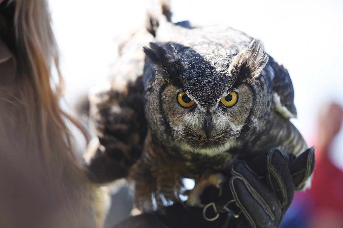 Bentley, a great-horned owl, at the Birds of Prey Festival at Lone Pine State Park on Saturday. (Casey Kreider/Daily Inter Lake)