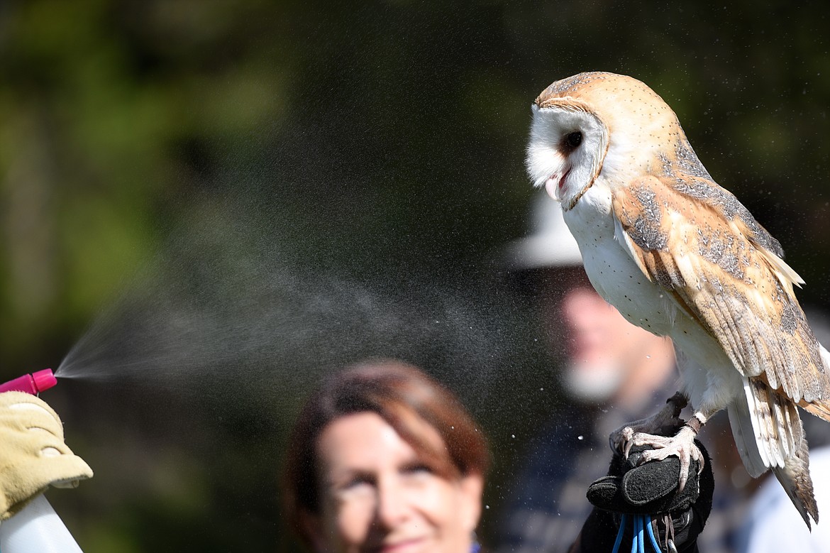 Igor, a barn owl, gets spritzed with water to help cool down at the Birds of Prey Festival at Lone Pine State Park on Saturday. (Casey Kreider/Daily Inter Lake)