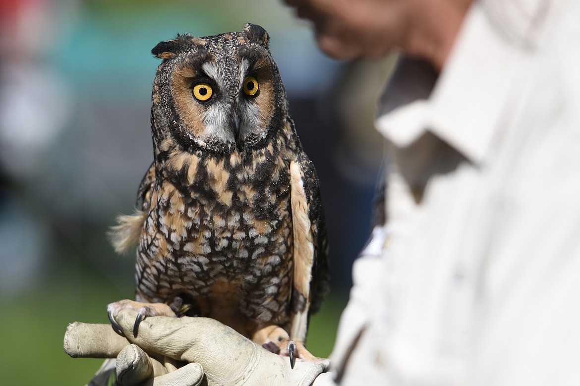 Beth Watne, of Montana Wild Wings, holds Louie, a long-eared owl, at the Birds of Prey Festival at Lone Pine State Park on Saturday. (Casey Kreider/Daily Inter Lake)