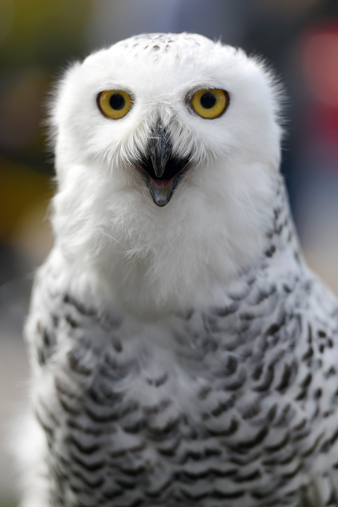 Teka, a female snowy owl, rests on a perch at the Birds of Prey Festival at Lone Pine State Park on Saturday. (Casey Kreider/Daily Inter Lake)