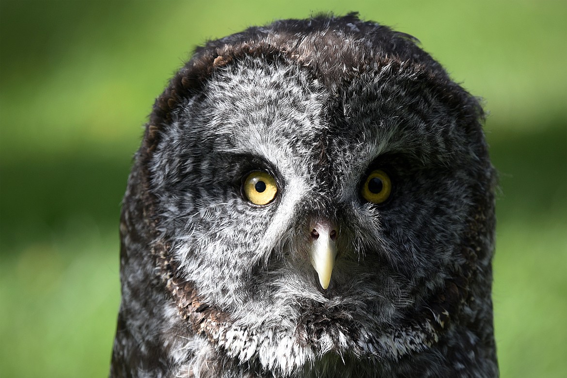 Homer, a great grey owl, at the Birds of Prey Festival at Lone Pine State Park on Saturday. (Casey Kreider/Daily Inter Lake)