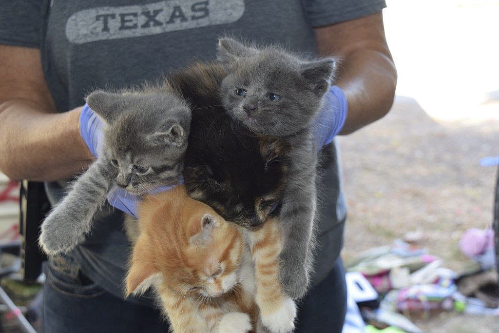 Six kittens were found as the result of a raid at a Polson residence over the weekend. (Photo provided courtesy of the Polson Police Department)