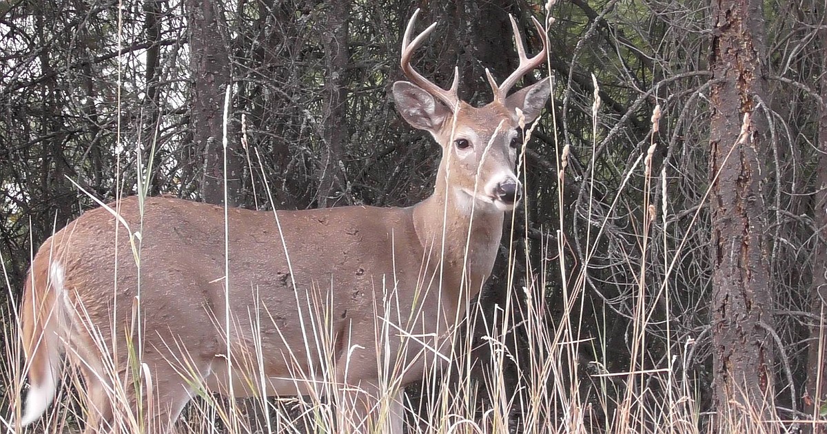 Hemorrhagic disease suspected in spate of white-tailed deer deaths on Flathead Indian Reservation