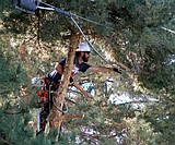 Fighting back the branches