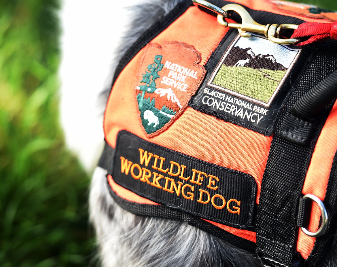 Detail photo of the Wildlife Working Dog vest that Gracie wears while on duty at Glacier National Park.(Brenda Ahearn/Daily Inter Lake)