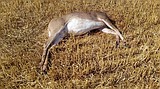 FWP looking for tips on poaching cases near Whitefish
