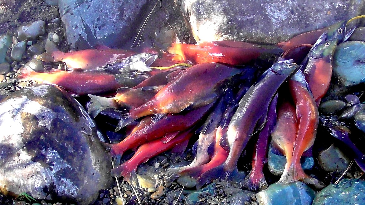 Kokanee Salmon Micro-Plugs (2): SILVER KIDNEY - Montana Tackle