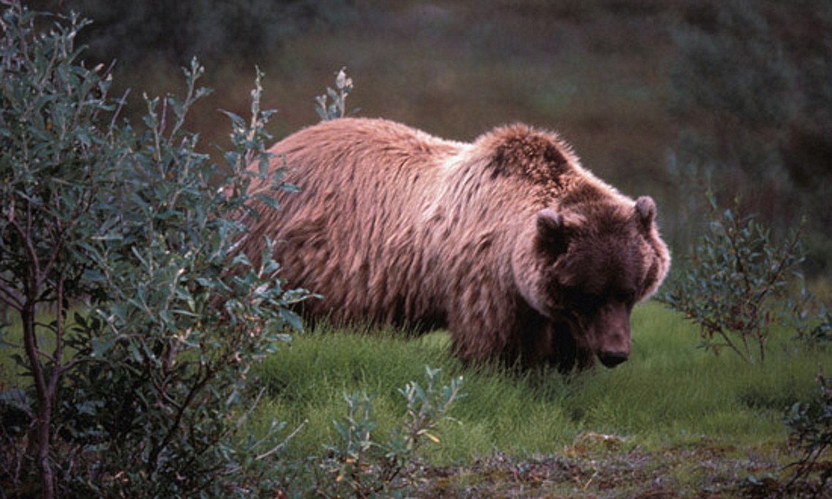 (Photo courtesy IDAHO DEPARTMENT OF FISH AND GAME)
Grizzly bears historically lived in every part of Idaho. Now they are only found in the northern part of Idaho and in eastern Idaho near Yellowstone National Park. A federal judge ruled this week to stop grizzly bear hunts set this fall for Idaho and Wyoming.