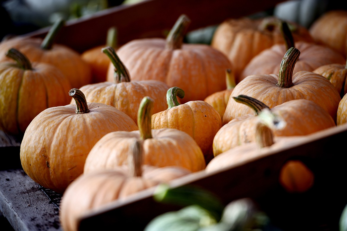 A collection of winter squash and pumpkins at Purple Frog Gardens in Whitefish.(Brenda Ahearn/Daily Inter Lake)