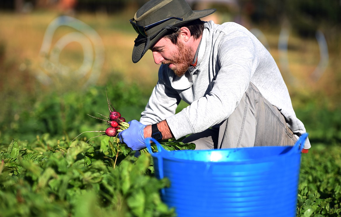 Tim Higgins of Purple Frog Gardens helps with the harvest Sept. 18 in preparation of the Whitefish Farmers Market. (Brenda Ahearn/Daily Inter Lake)