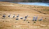 West Valley bird overlook celebration