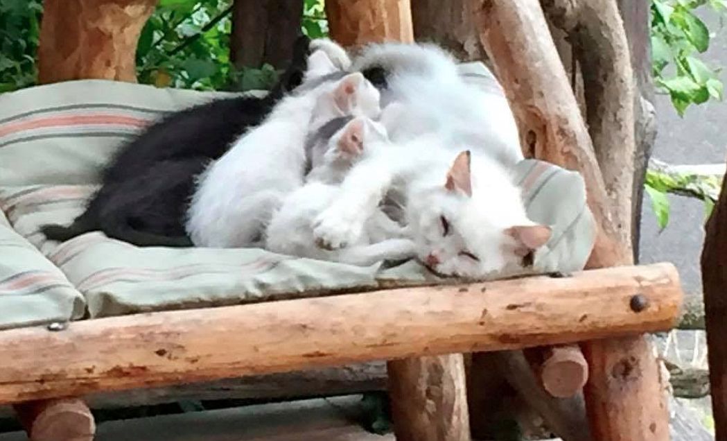 Photo by TOM RICHARDS
Snowball lays with her kittens on the Snake Pit porch.