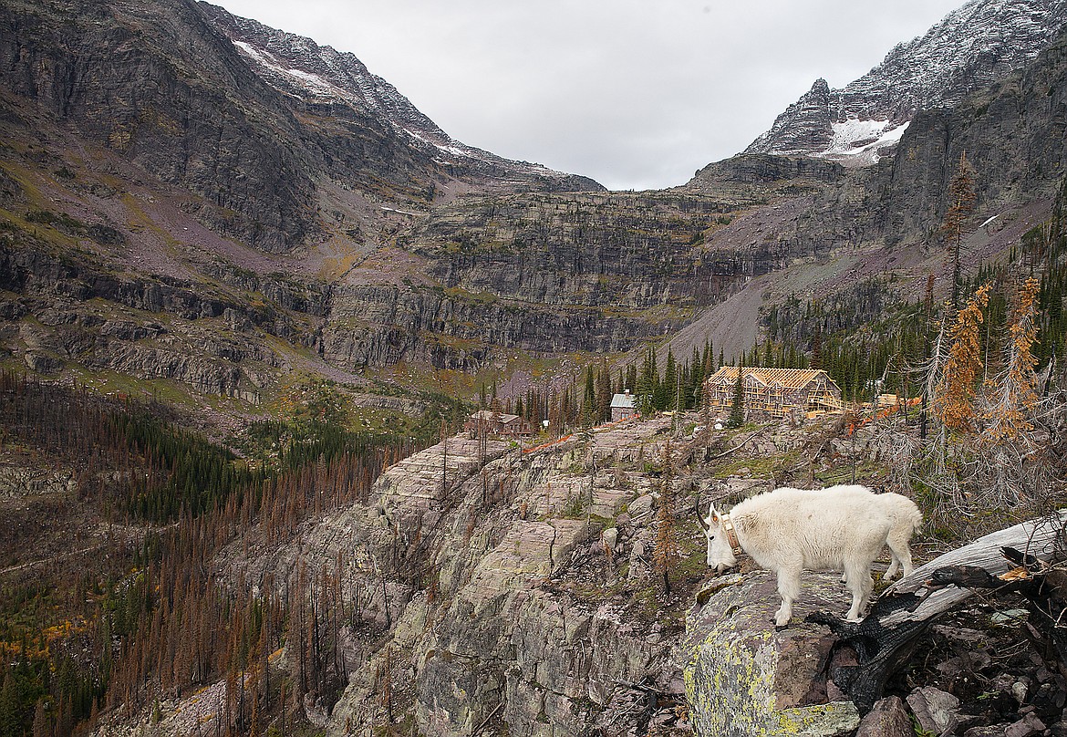 A collared nanny mountain goat and her kid on a cliff above Sperry Chalet.