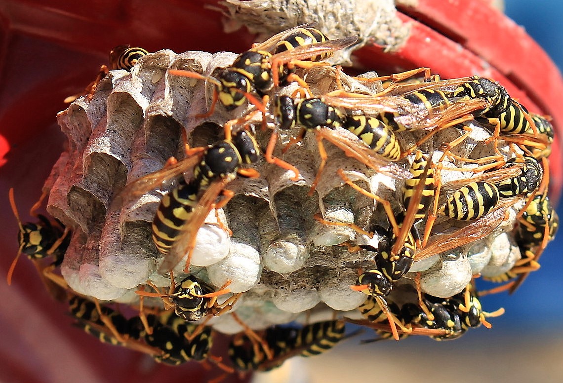 &#147;If you see a wasp&#146;s nest built low to the ground, expect little snow. If you see one built high, expect a lot of snow,&#148; weather lore tells us. This year&#146;s nests can be found low to the ground and low precipitation is predicted in the coming winter months. (Kathleen Woodford/Mineral Independent)