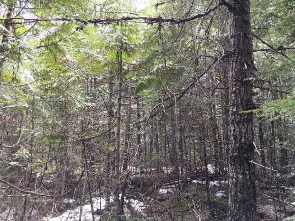 A federal court has temporarily halted a northern Idaho logging project in grizzly bear habitat following a lawsuit contending the U.S. Forest Service violated environmental laws.