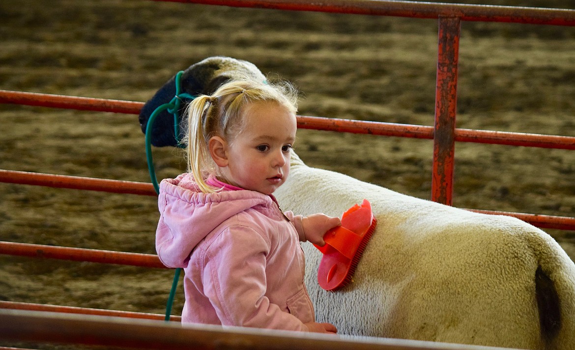 Charles H. Featherstone/Columbia Basin Herald
Gracie Wade, 2, combs her big sister&#146;s sheep during Farm Day.