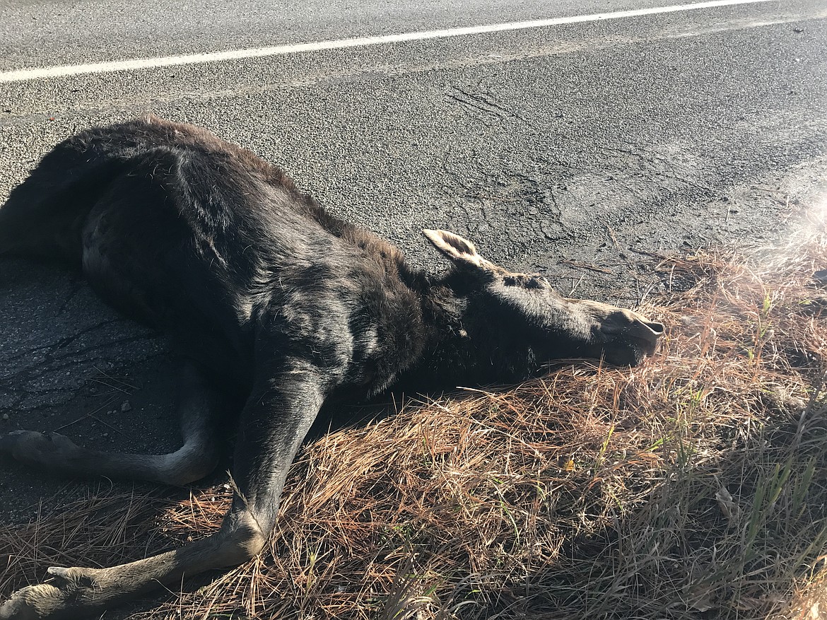 The deceased moose in front of the vehicle. Hurd-Cochrane stated that the impact broke both of the animal&#146;s hind legs, but most of the meat will be salvageable.