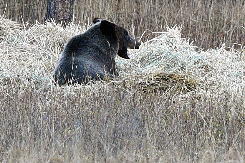 A grizzly bear searches through a hay pile off North Fork Road near Polebridge on Sunday, Oct. 7. (Casey Kreider/Daily Inter Lake)