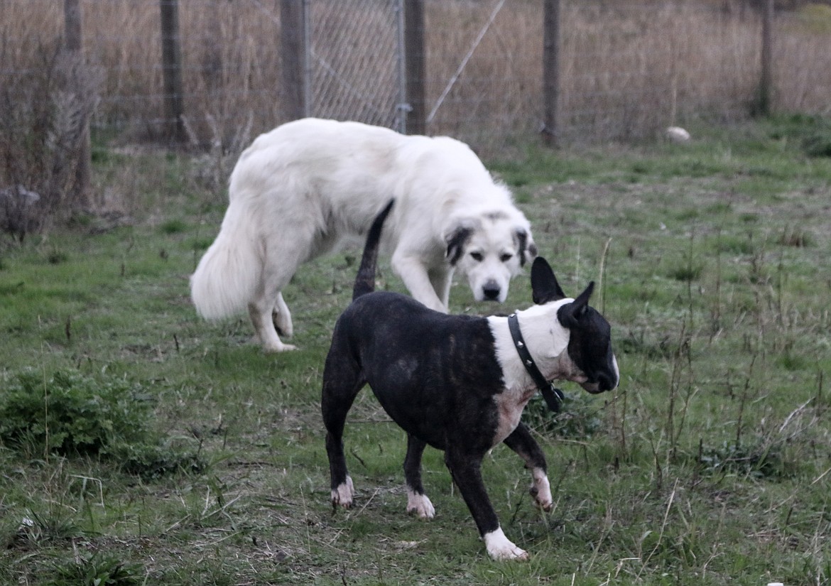 Photo by MANDI BATEMAN
Dog language can be subtle and complex, from faces to tails.