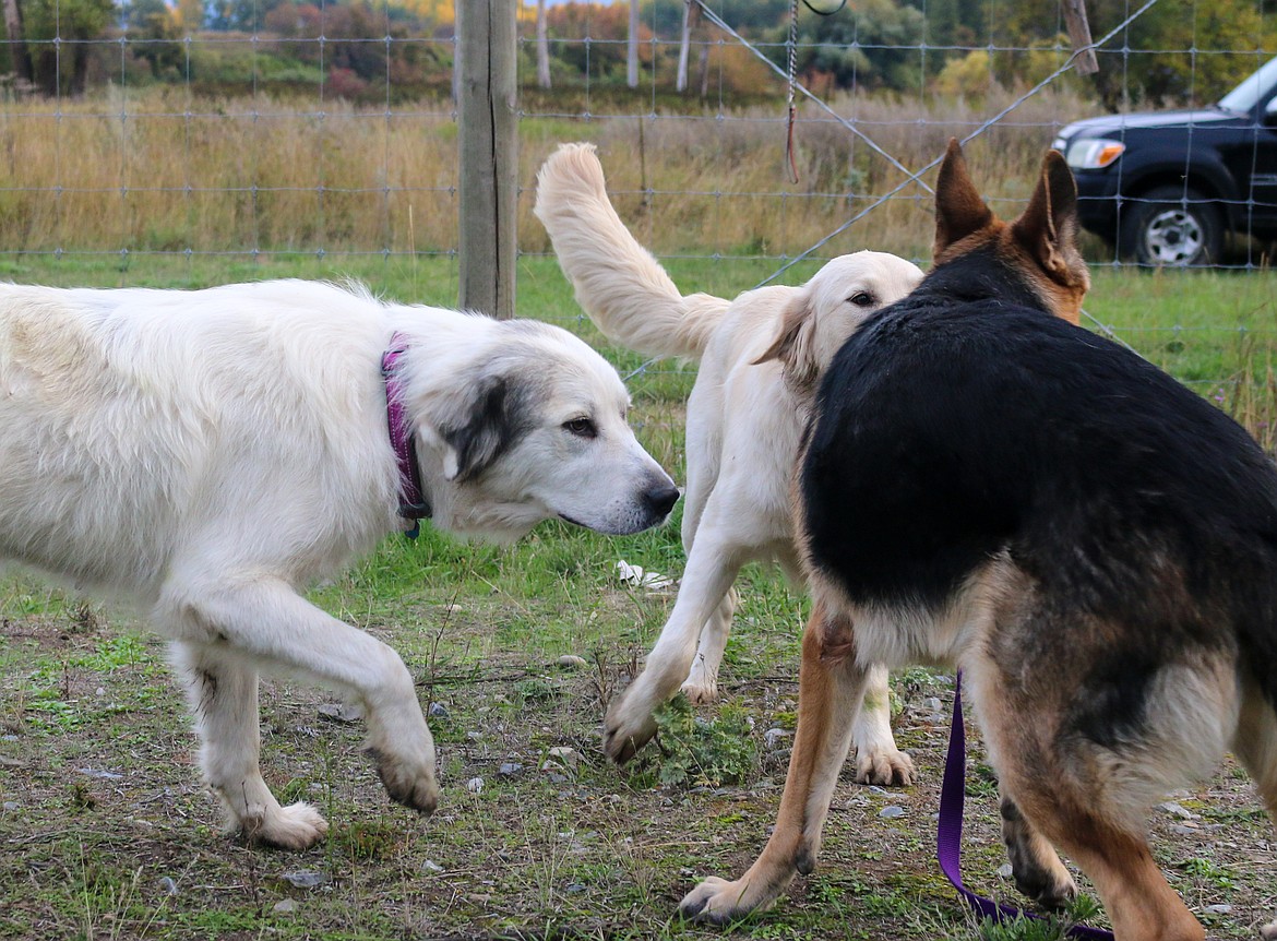 Photo by MANDI BATEMAN
Two ten month old young dogs making a fast friendship.