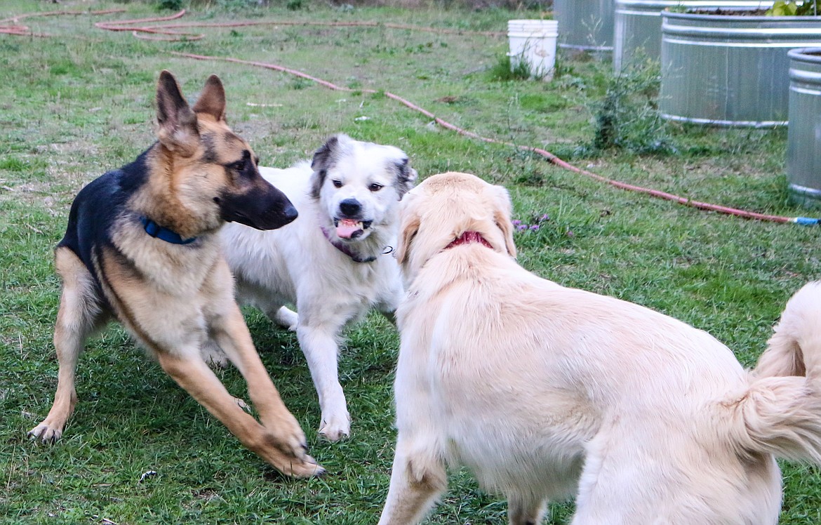 Photo by MANDI BATEMAN
Dogs need to practice their language skills with one another.