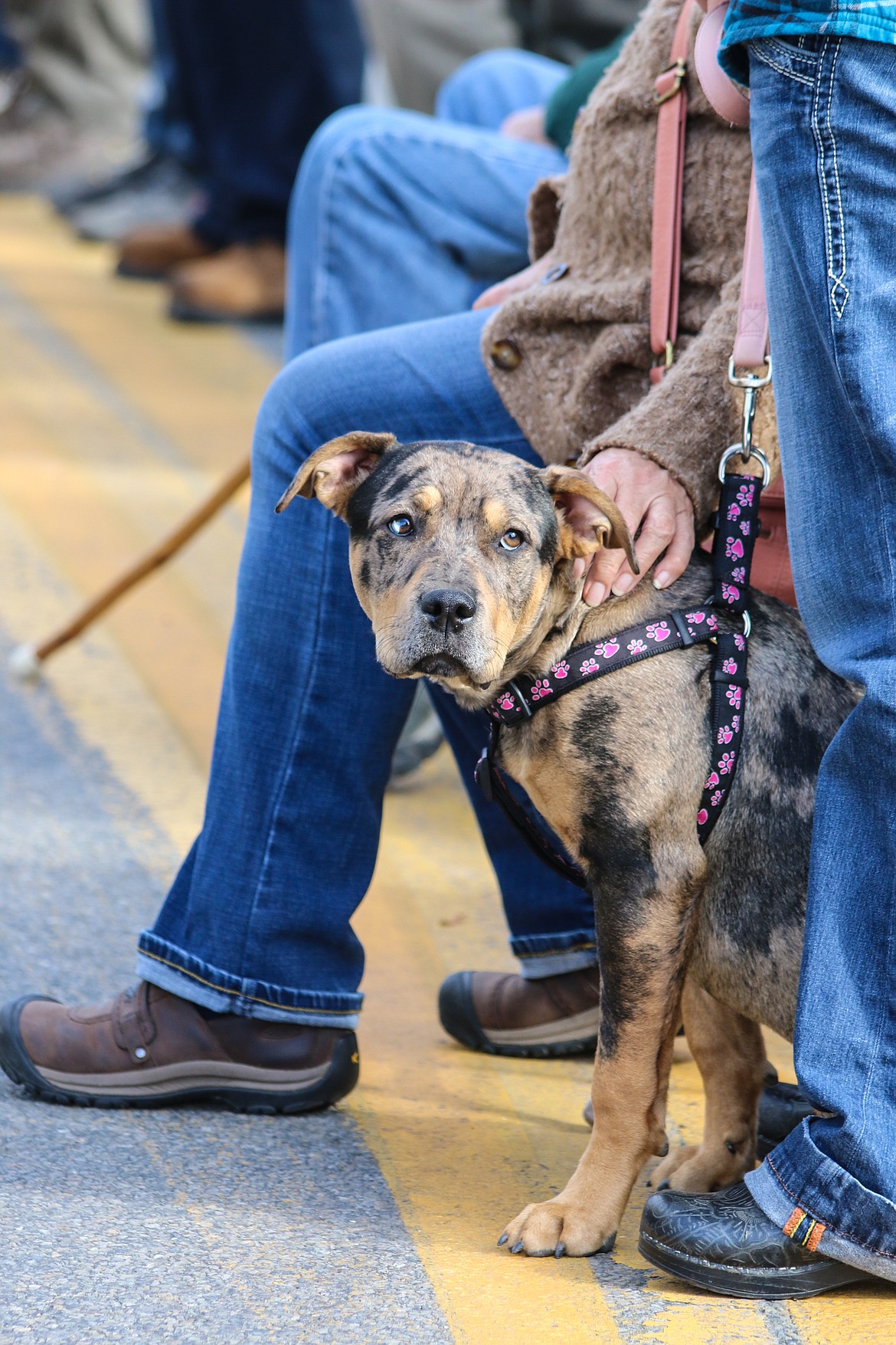 Photo by MANDI BATEMAN
Hazel, the dog, during the fallen firefighter memorial.