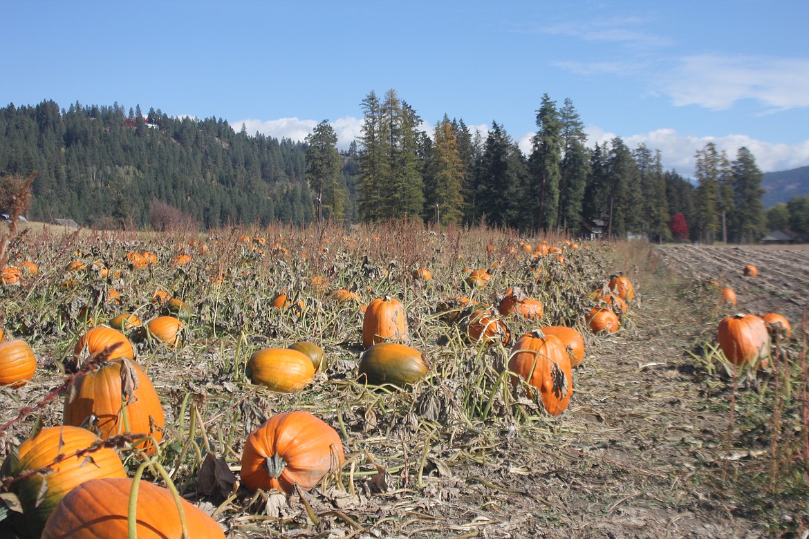 In addition to corn, Jim Cadnum also grows pumpkins.