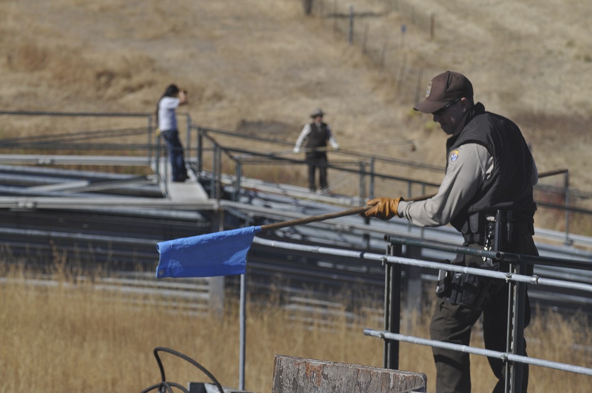 Lost Trail National Wildlife Refuge Manager Kevin Shinn, right, helps guide a bison at the National Bison Range during the annual roundup.