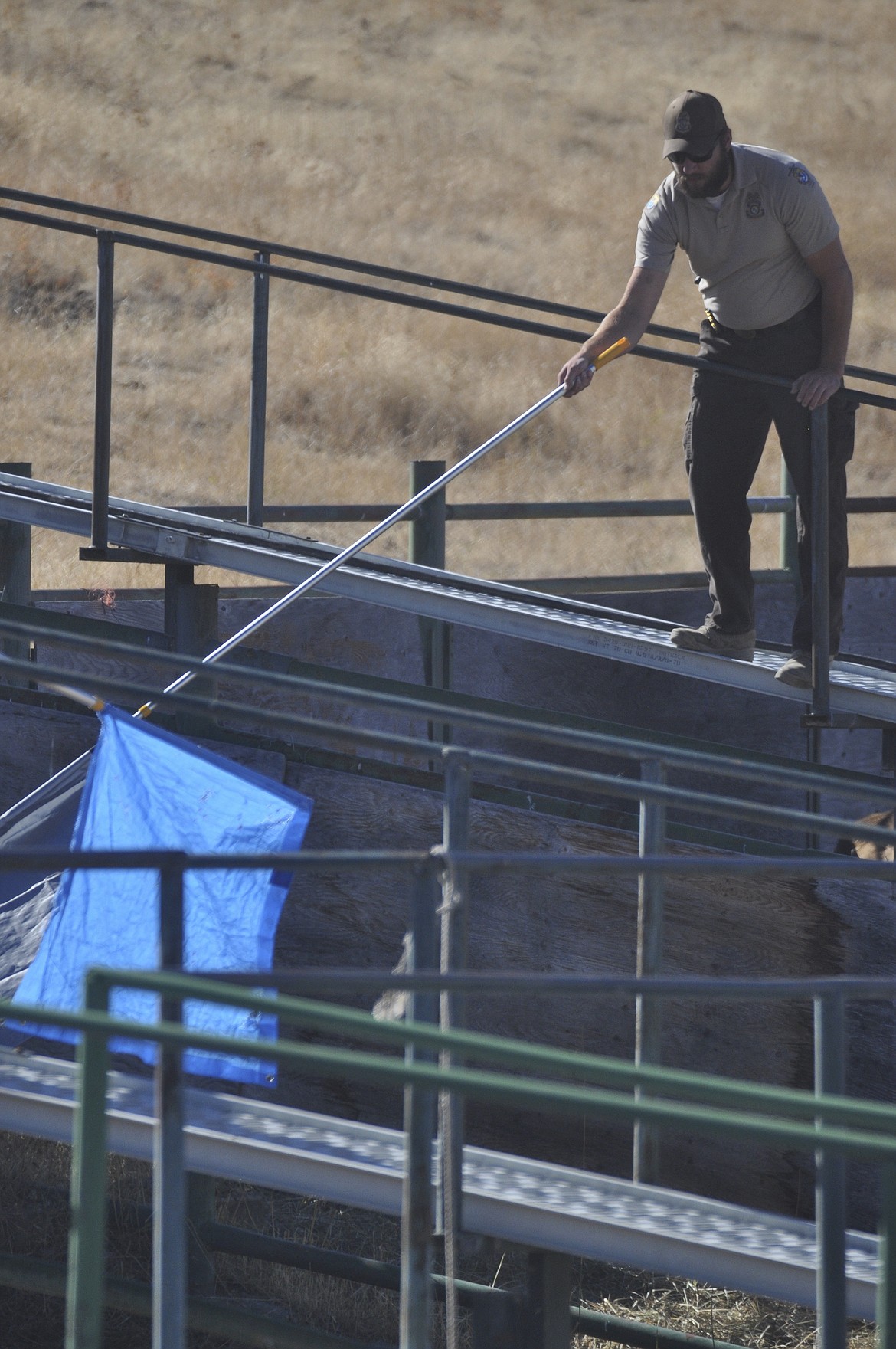 Mike Koole, a refuge law enforcement officer at the National Bison Range, helps guide a bison calf in a pen during roundup practices last week.