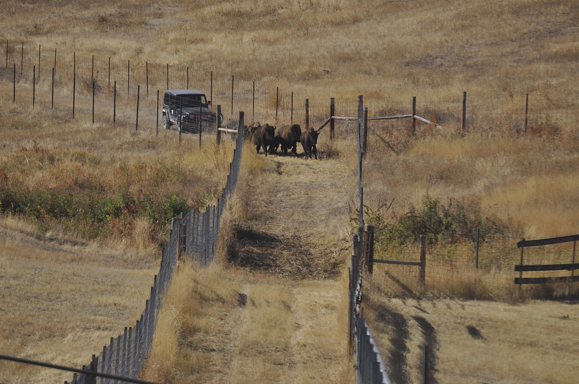 Here they come! A group of bison are herded to the corral at the National Bison Range during the annual roundup, where the animals are weighed, vaccinated and microchipped. Others are set aside to share with other tribes. (Ashley Fox/Lake County Leader)