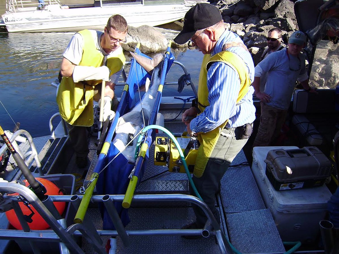 Photo courtesy of IDAHO FISH and GAME
Using a portable X-ray machine, scientists get a look at the inside of the Snake River&#146;s ancient beasts, the sturgeon, one of the river&#146;s revered gamefish.