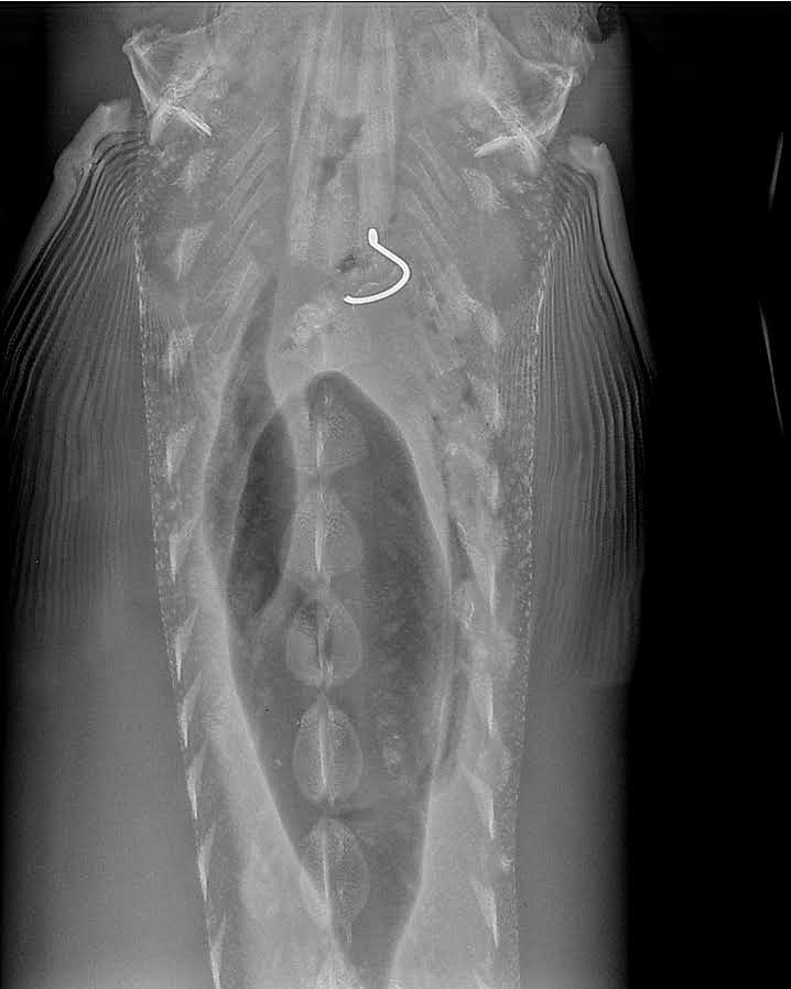 An Xray of a Snake River sturgeon showing an ingested hook, likely from a fishing rig that may or may not have targeted sturgeon.