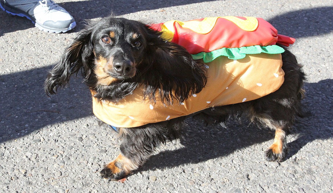 Miniature dachshund Gen. Patton struts in his fancy hot dog costume Saturday during Fall Fest and Apple Palooza in downtown Coeur d&#146;Alene. Patton, who belongs to Rick and Jeanna Matoy of Post Falls, was one of many costumed canines who participated in the first Fall Fest pet costume contest.