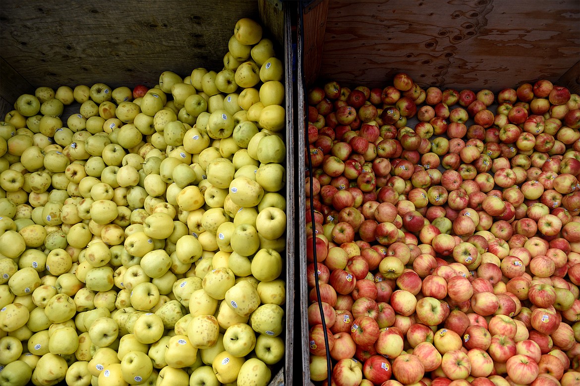 Golden delicious and Jonagold apples await the cider press at Apple Barrel Country Market on Thursday. (Casey Kreider/Daily Inter Lake)