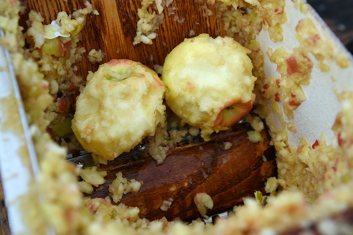 Apples are broken down inside a cider press while making unpasteurized cider at Apple Barrel Country Market on Thursday. (Casey Kreider/Daily Inter Lake)