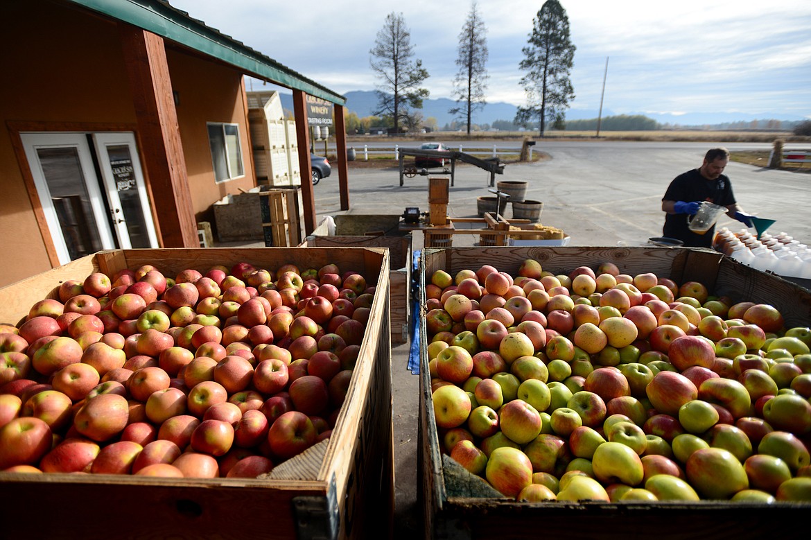 Brook Peterson pours unpasteurized apple cider into one-gallon containers outside Apple Barrel Country Market on Thursday. (Casey Kreider/Daily Inter Lake)