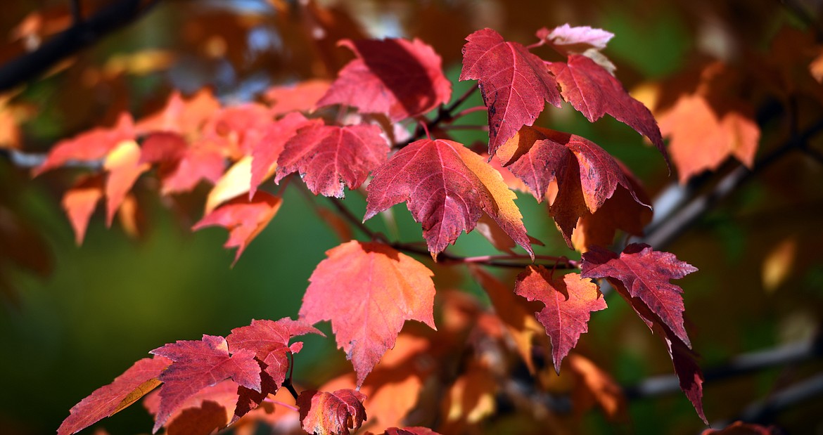 Detail of a Maple tree changing colors with the autumn season on the 700 block of 4th Street East in Kalispell. The tree is one of several that were planted along the roadway by residents after the city agreed to remove the stumps from Dutch Elm trees that died due to disease. According to Patricia Johnson, they residents planted a variety of trees because during this process they learned that a diversity of trees makes for a healthier system. (Brenda Ahearn/Daily Inter Lake)