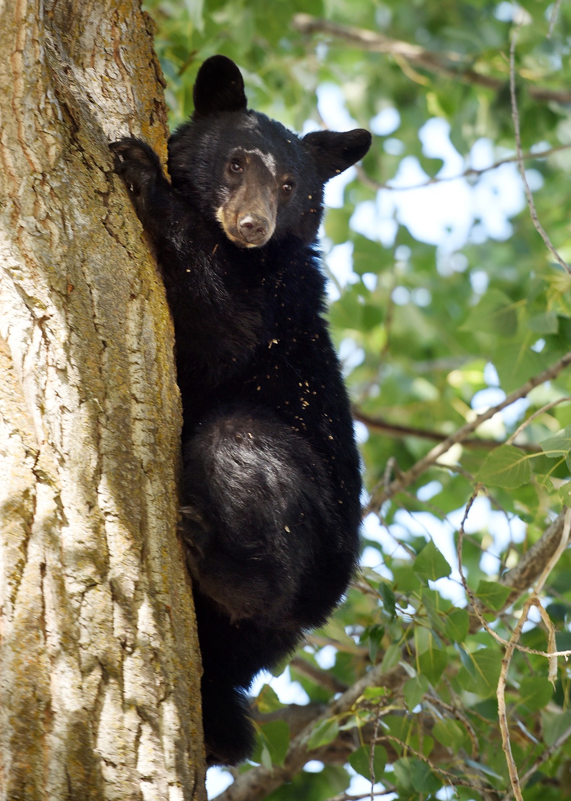 A black bear hangs out in a tree in Kalispell in early September.